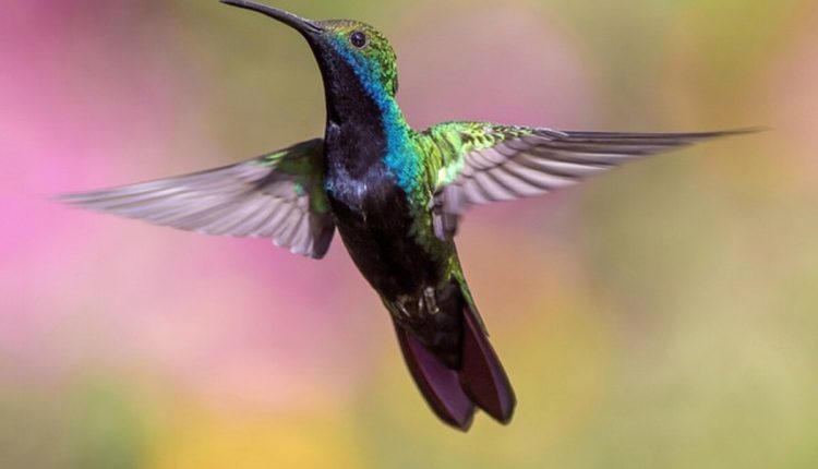 Hummingbird