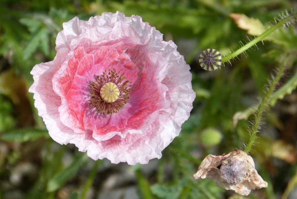 Poppy pods