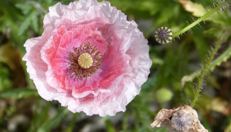 Poppy pods