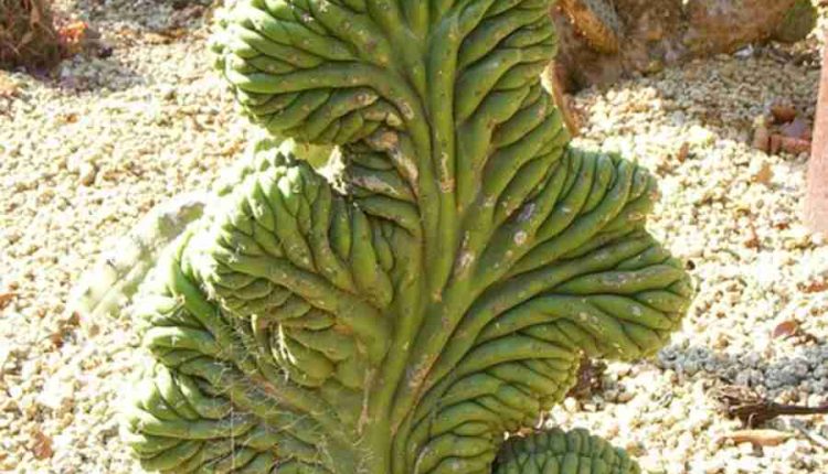 Spiny Desert Plants