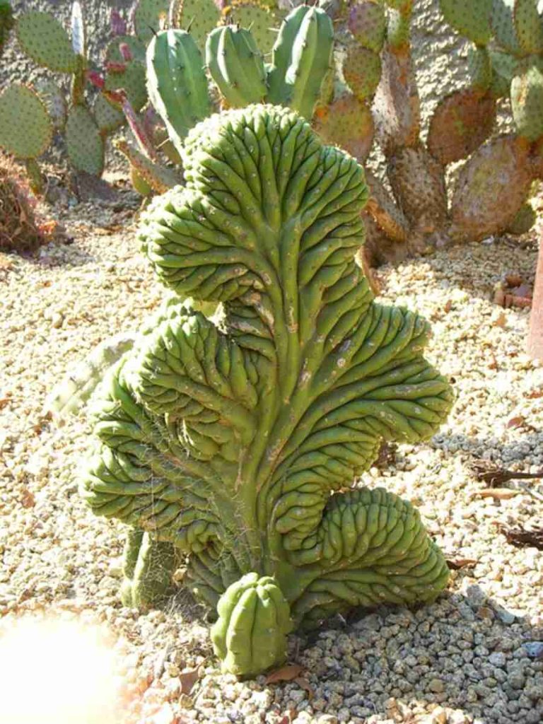 Spiny Desert Plants