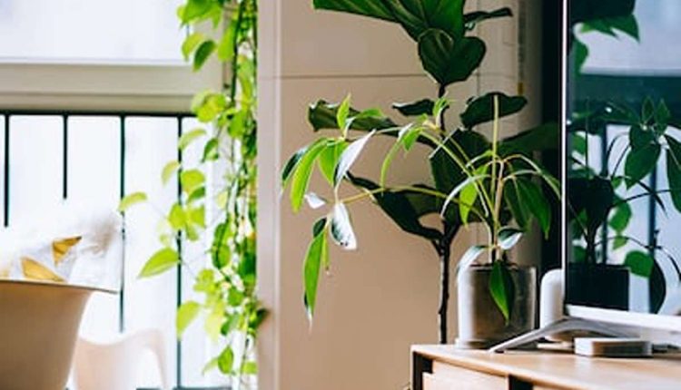 commercial vacuum glazing