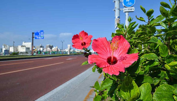 Pink Hibiscus Flower - A Traffic Stopper