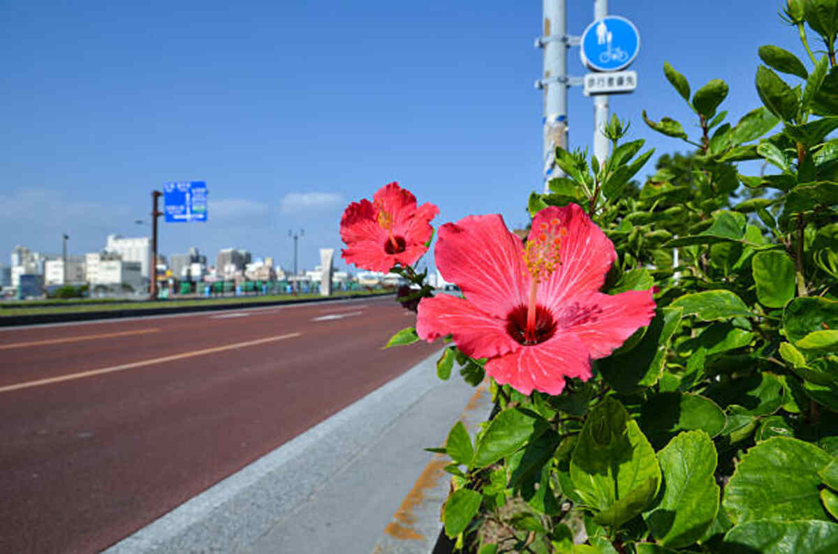 Pink Hibiscus Flower - A Traffic Stopper