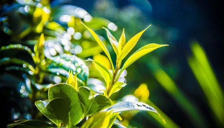 Plant Leaves