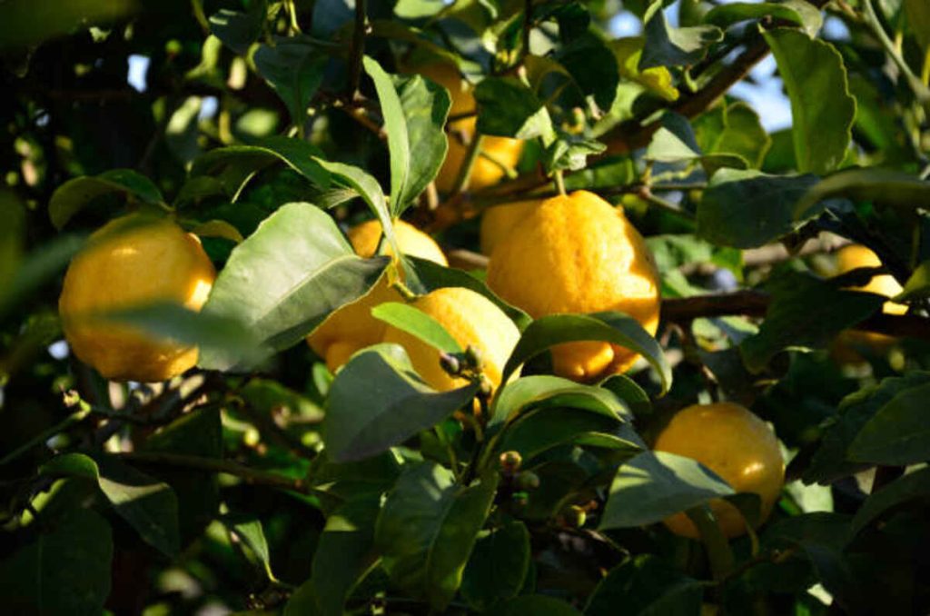Perle Di Sole Lemon Drops From the Amalfi Coast
