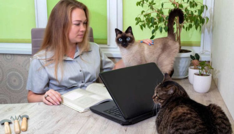 Avoid Fraudulent Craigslist Pets