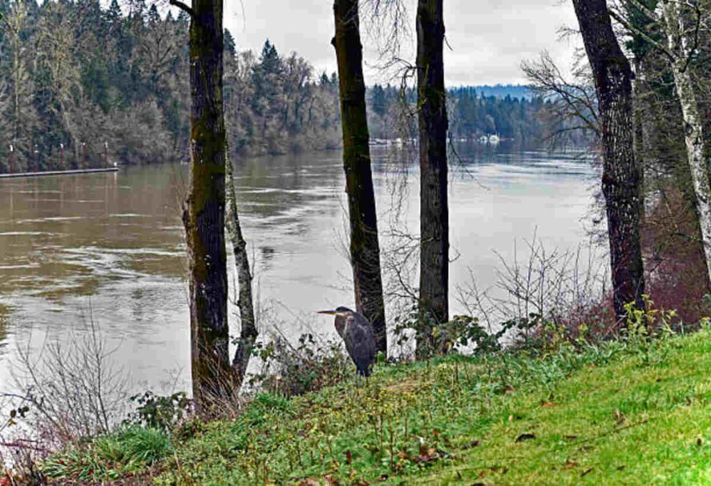 The Willamette River is Muddy and Turbid