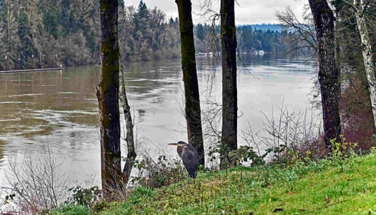 The Willamette River is Muddy and Turbid