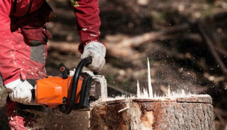 tree removal sunnyvale