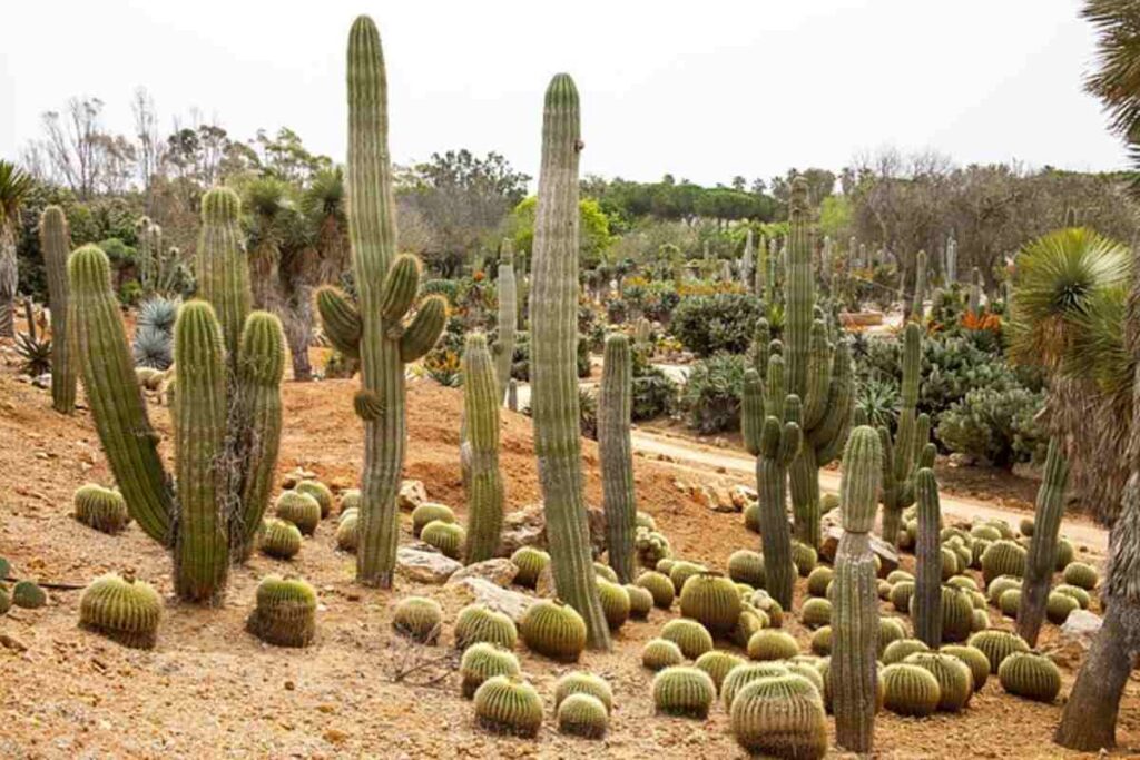 Peyote Cactus History and Traditional Uses