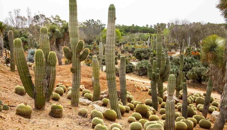 Peyote Cactus History and Traditional Uses